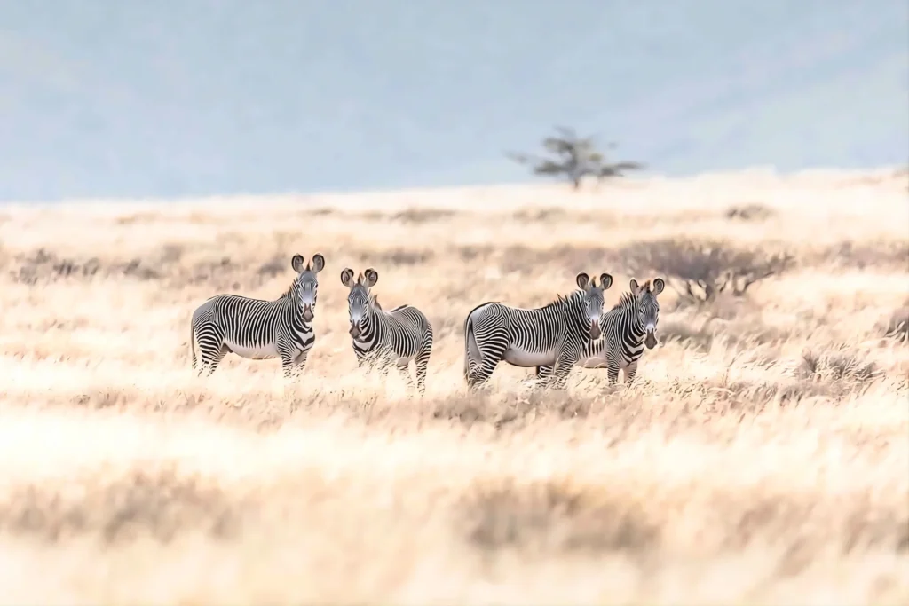 Samburu Special Five Grevy's Zebras