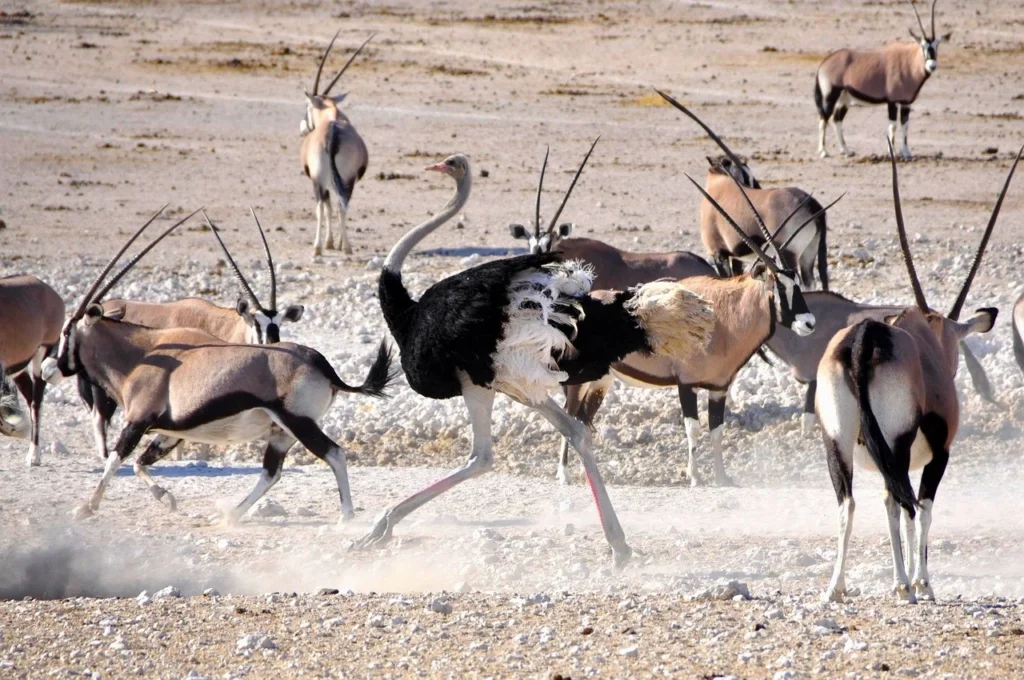 Samburu Special Five heat oryx ostrich
