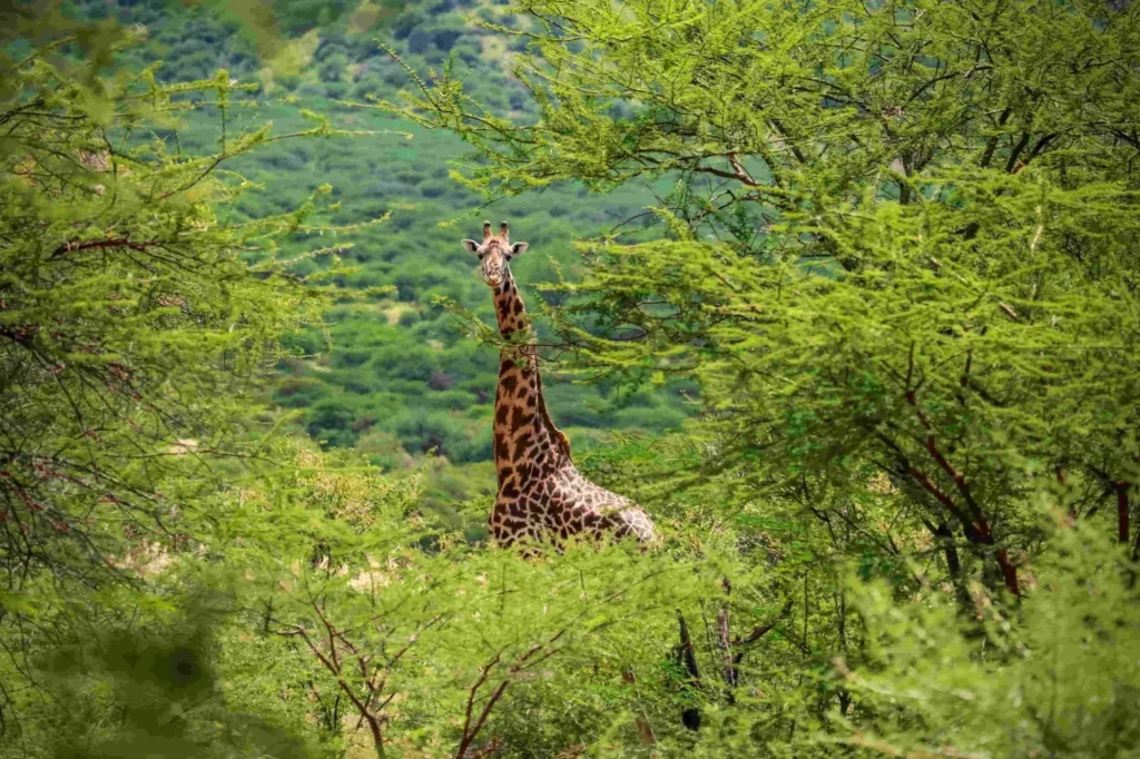 Kenya rainy season travel wildlife encounter