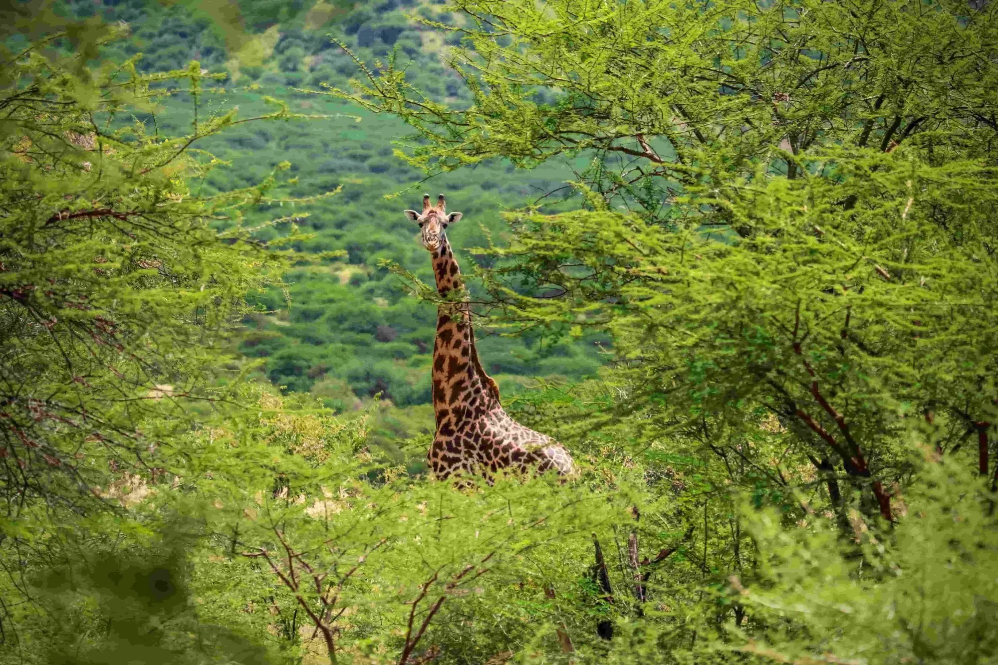 Kenya Rainy Season Travel: Why It Might Be the Best Time