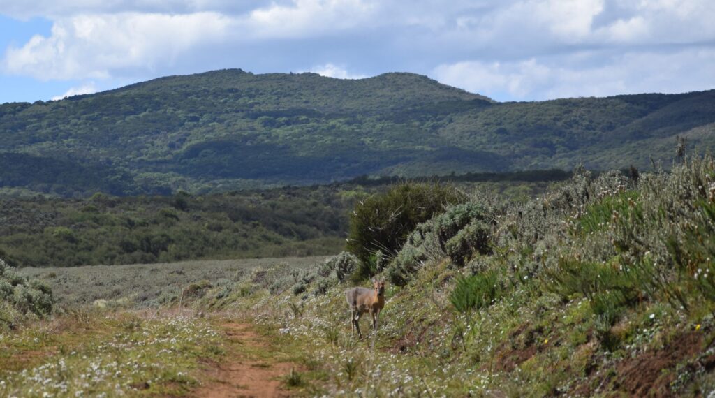 aberdare national park entry fee roads in the aberdares