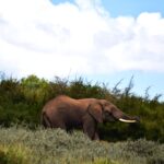 Aberdare National Park Fees smiling elephant