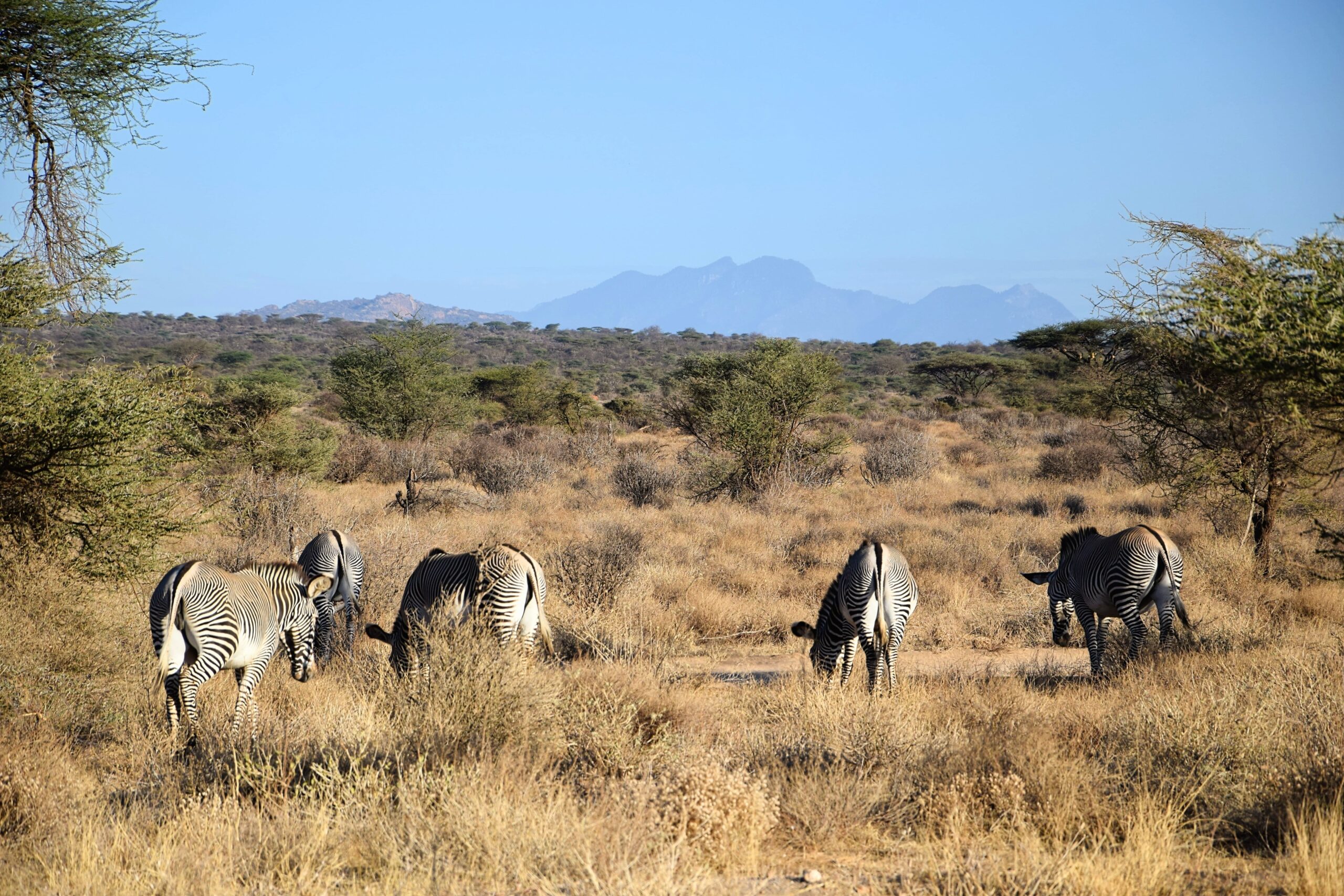 Grevy's zebras and plains in Samburu National Reserve safari