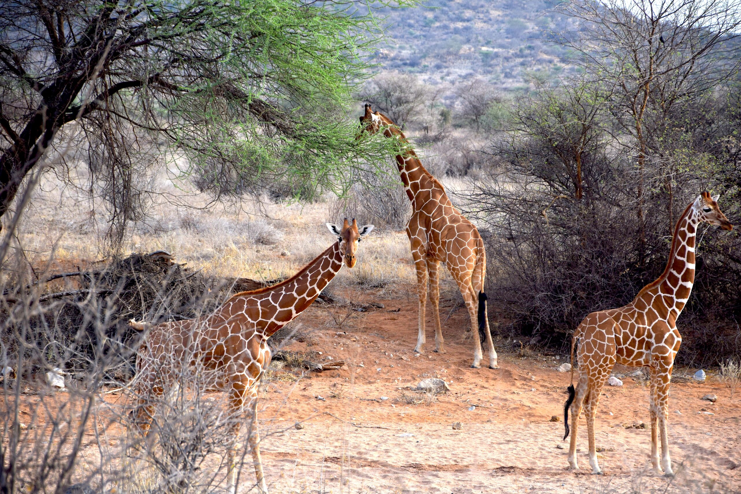 Samburu National Reserve in northern Kenya, home of the Special Five on a Kenya wildlife safari