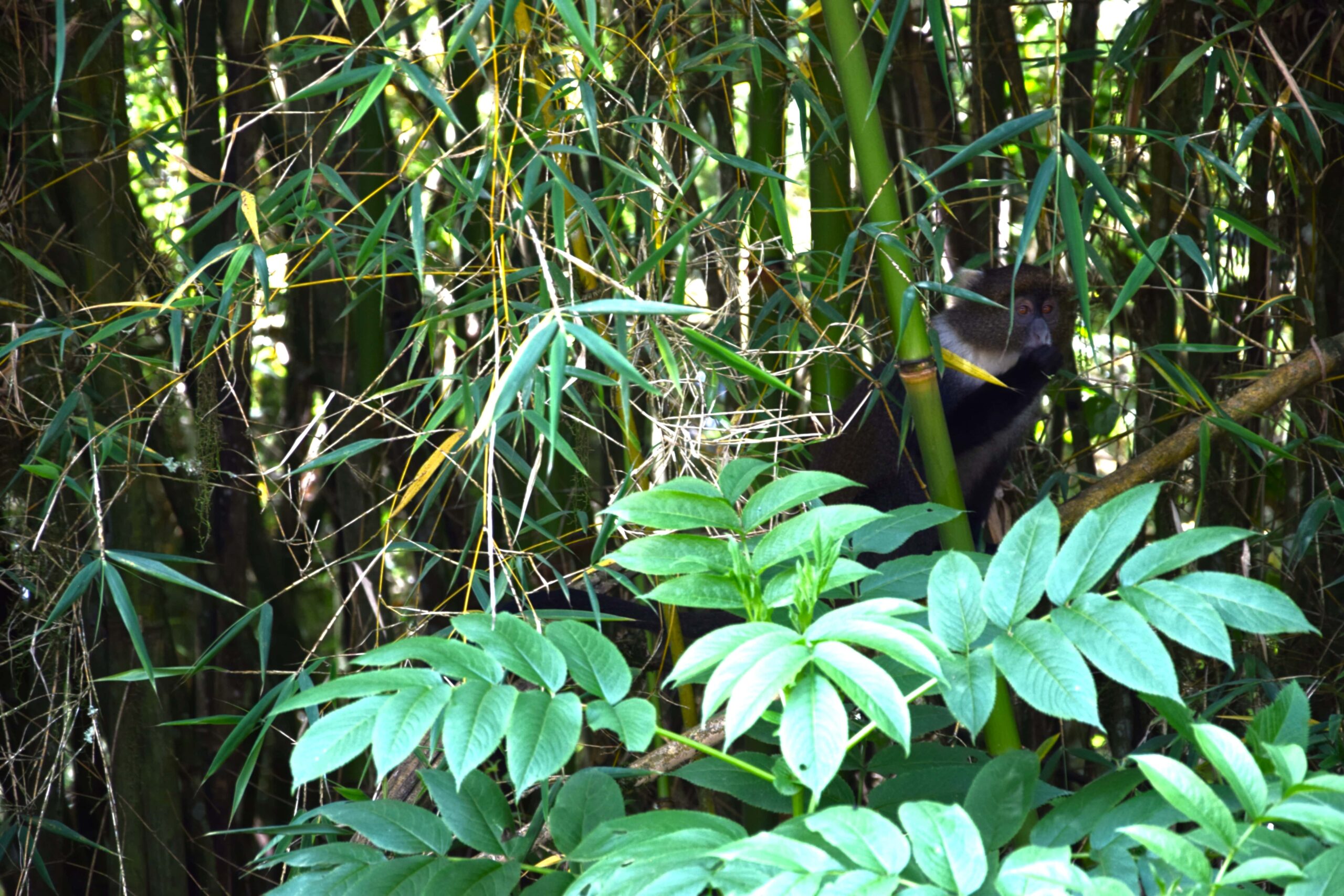 Mountain forest and bamboo in the Aberdare National Park on a Kenya safari
