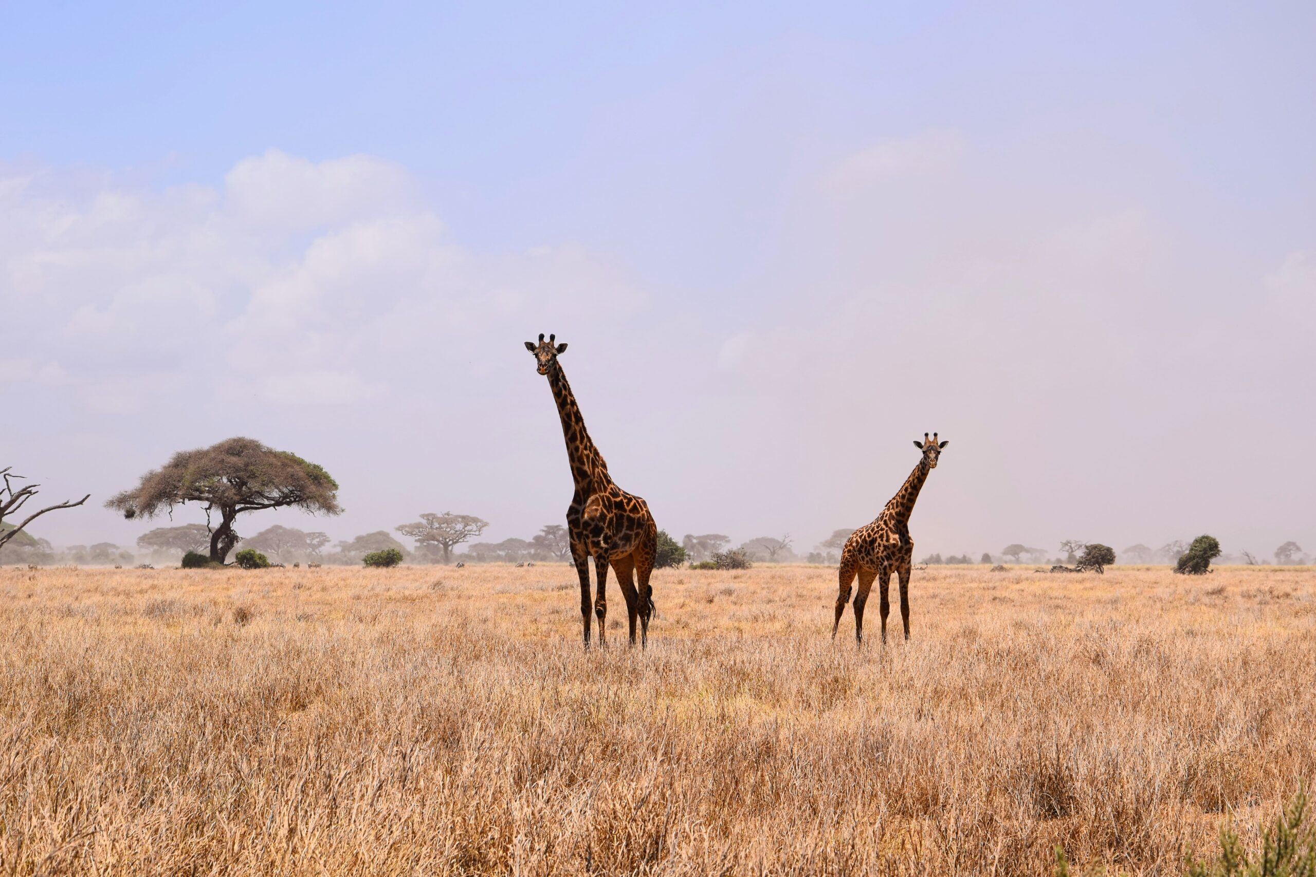Amboseli National Park landscape with Kilimanjaro in the distance