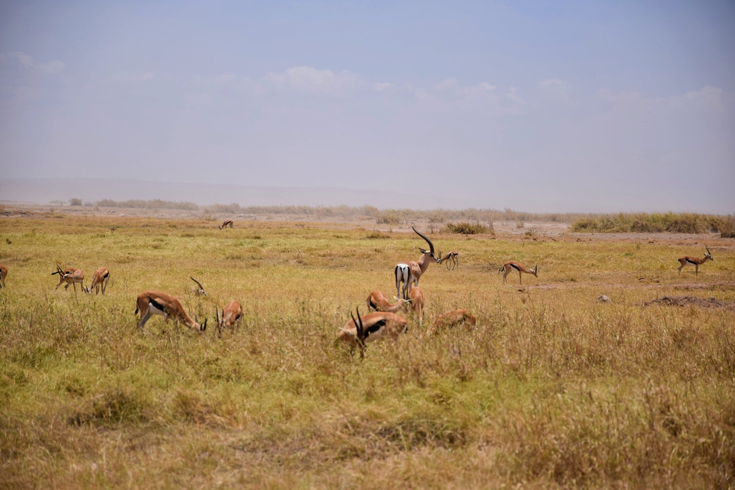 Game drive across the Amboseli plains on safari