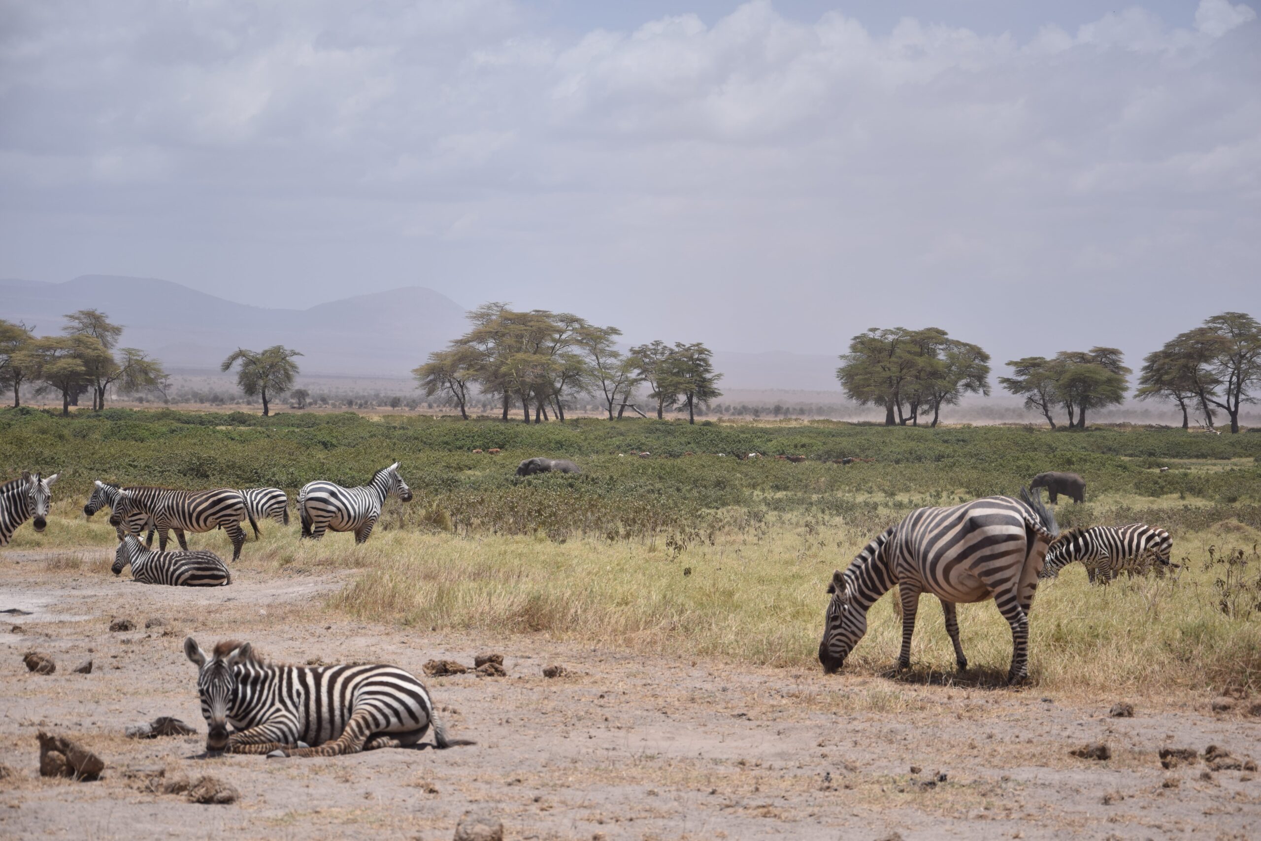 Mount Kilimanjaro rising above the Amboseli swamps on a 3 day amboseli safari from nairobi
