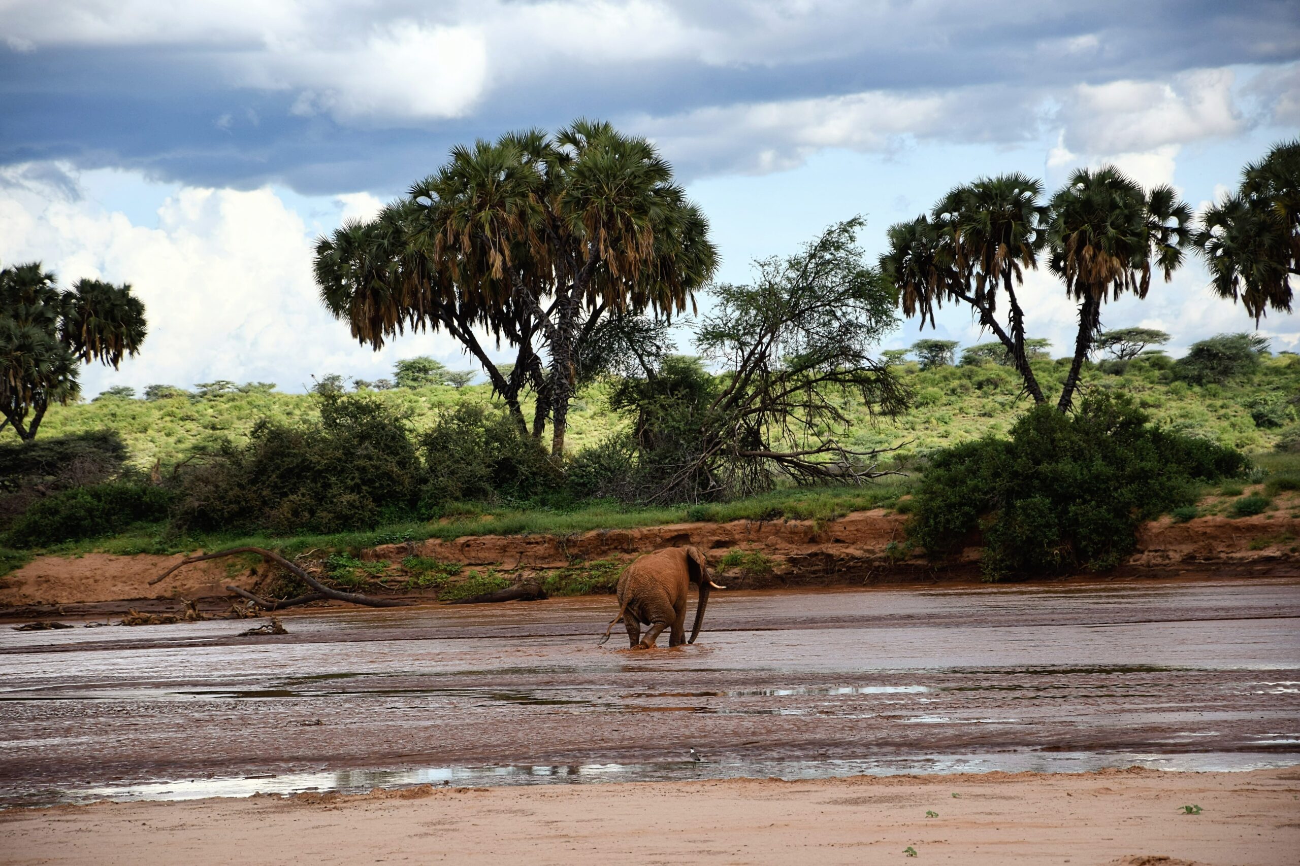 Reticulated giraffe in Samburu National Reserve safari