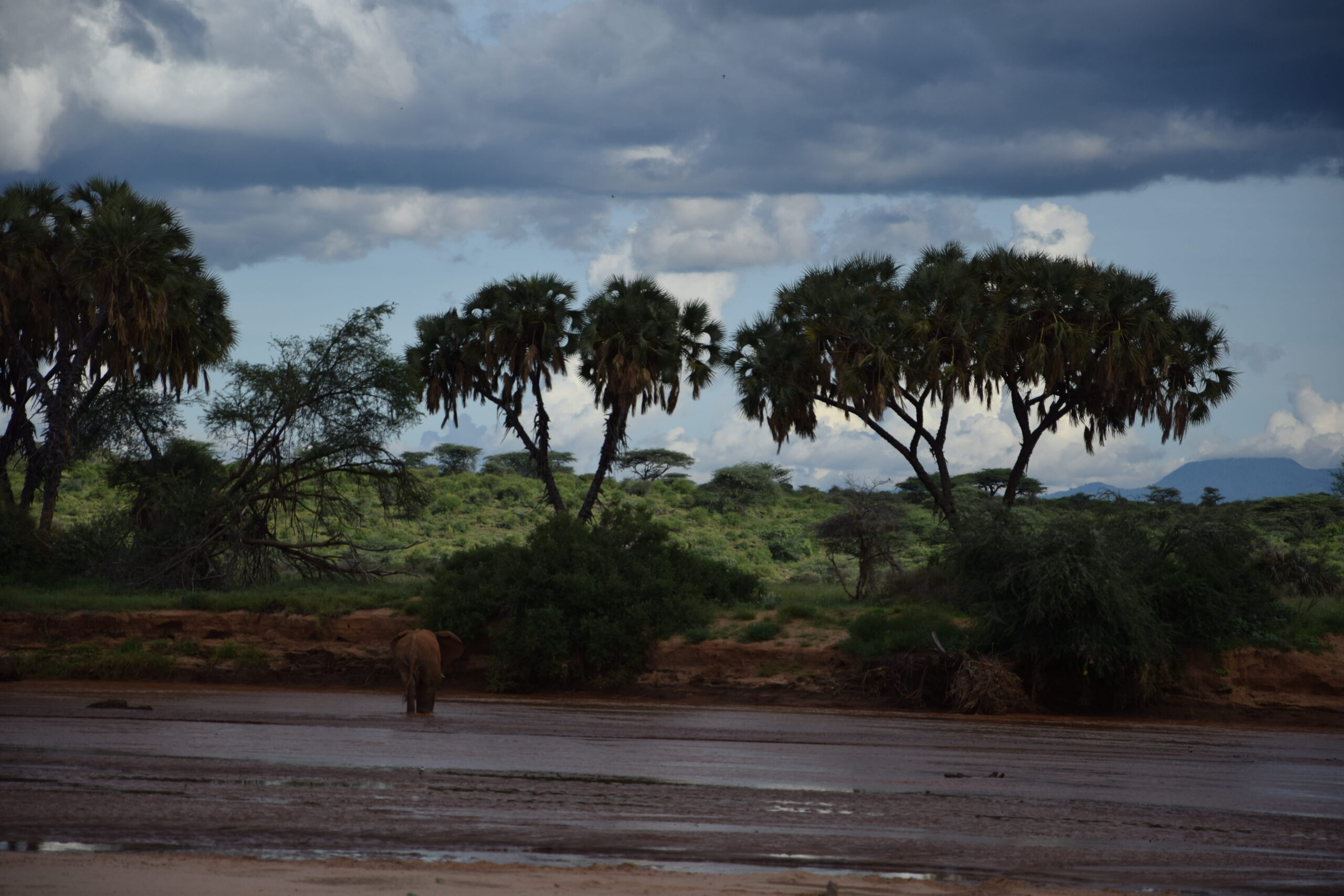 Reticulated giraffe in Samburu National Reserve on a Kenya safari