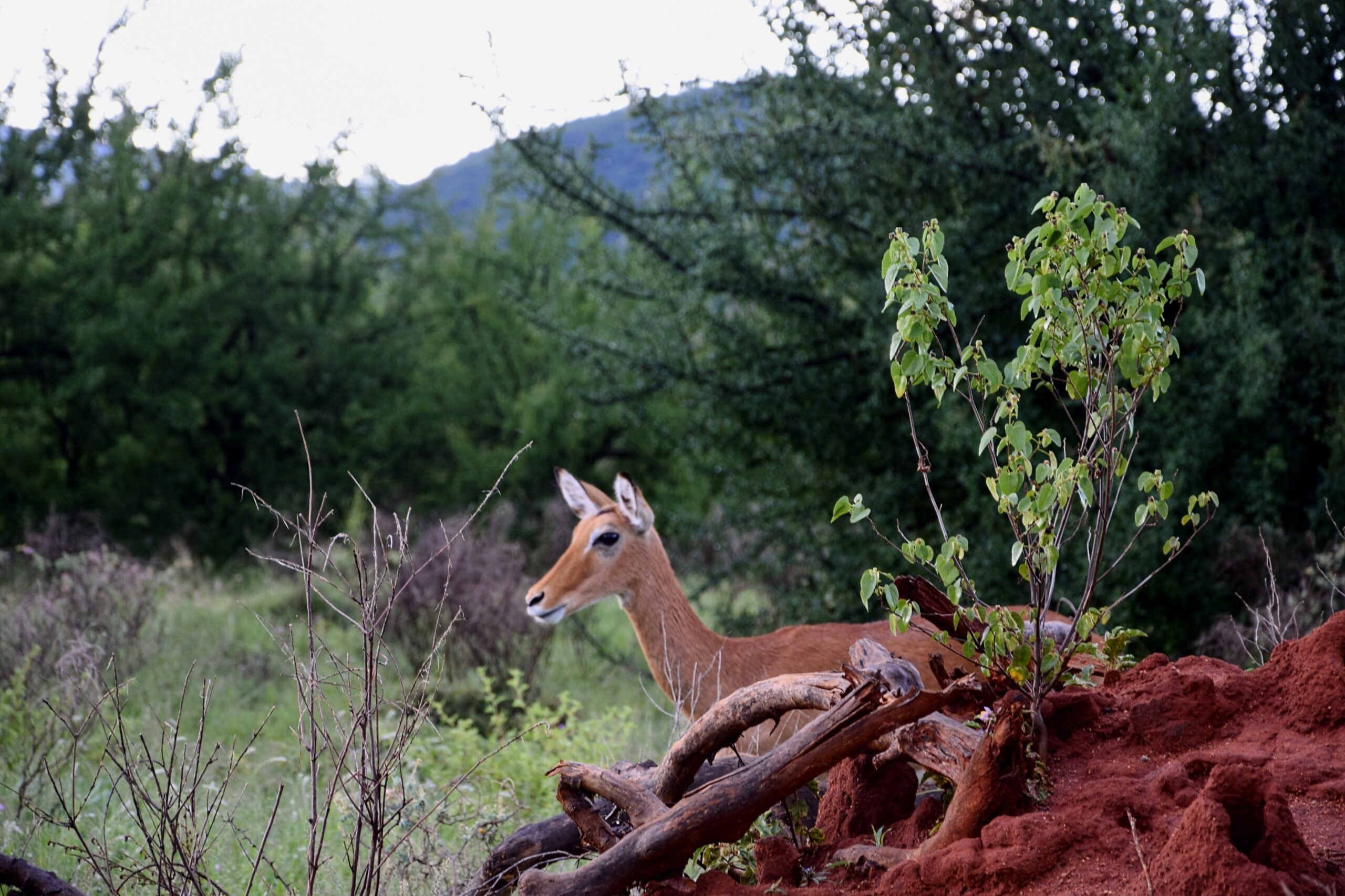 Camping at Lion's Cave Camp during a samburu national reserve safari