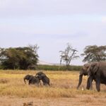 Elephants beneath Kilimanjaro on an Amboseli safari