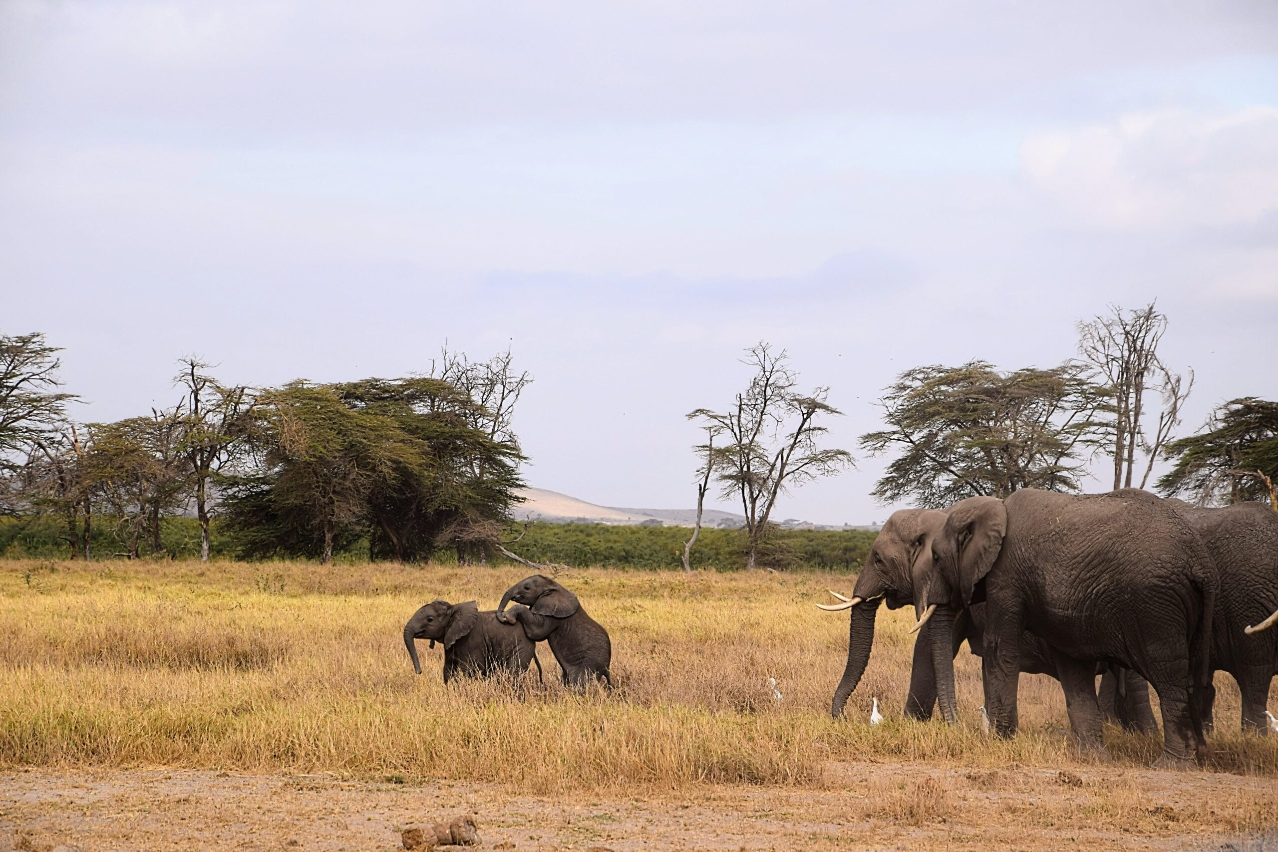 Elephants beneath Kilimanjaro on an Amboseli safari