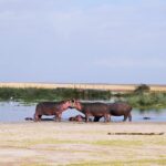Elephants on the Amboseli plains with Mount Kilimanjaro behind on a 3 day amboseli safari from nairobi