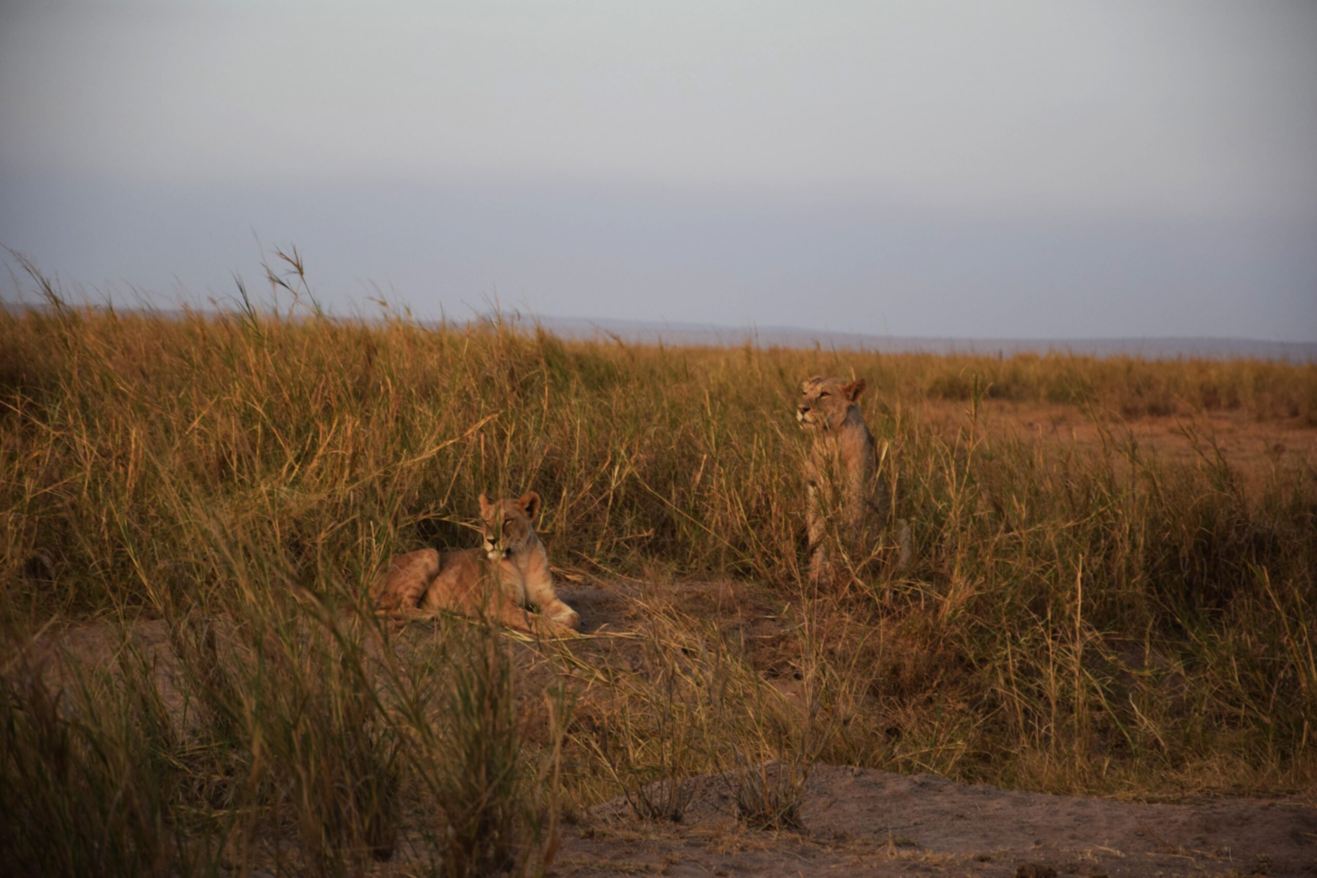 Late afternoon light over the Amboseli plains on a 3 day amboseli safari from nairobi