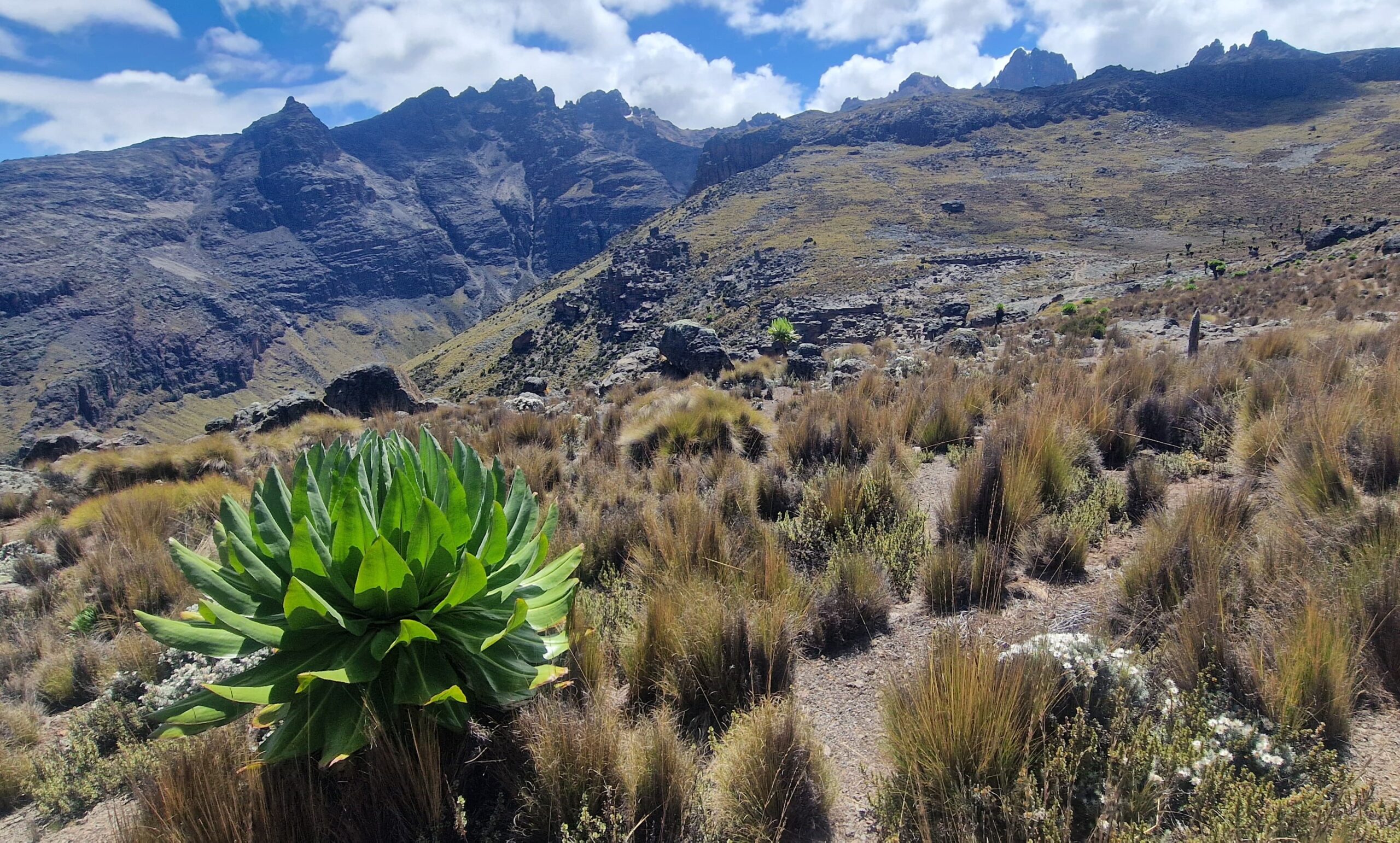 Mount Kenya altitude sickness guide view of giant lobelias on the high trekking route