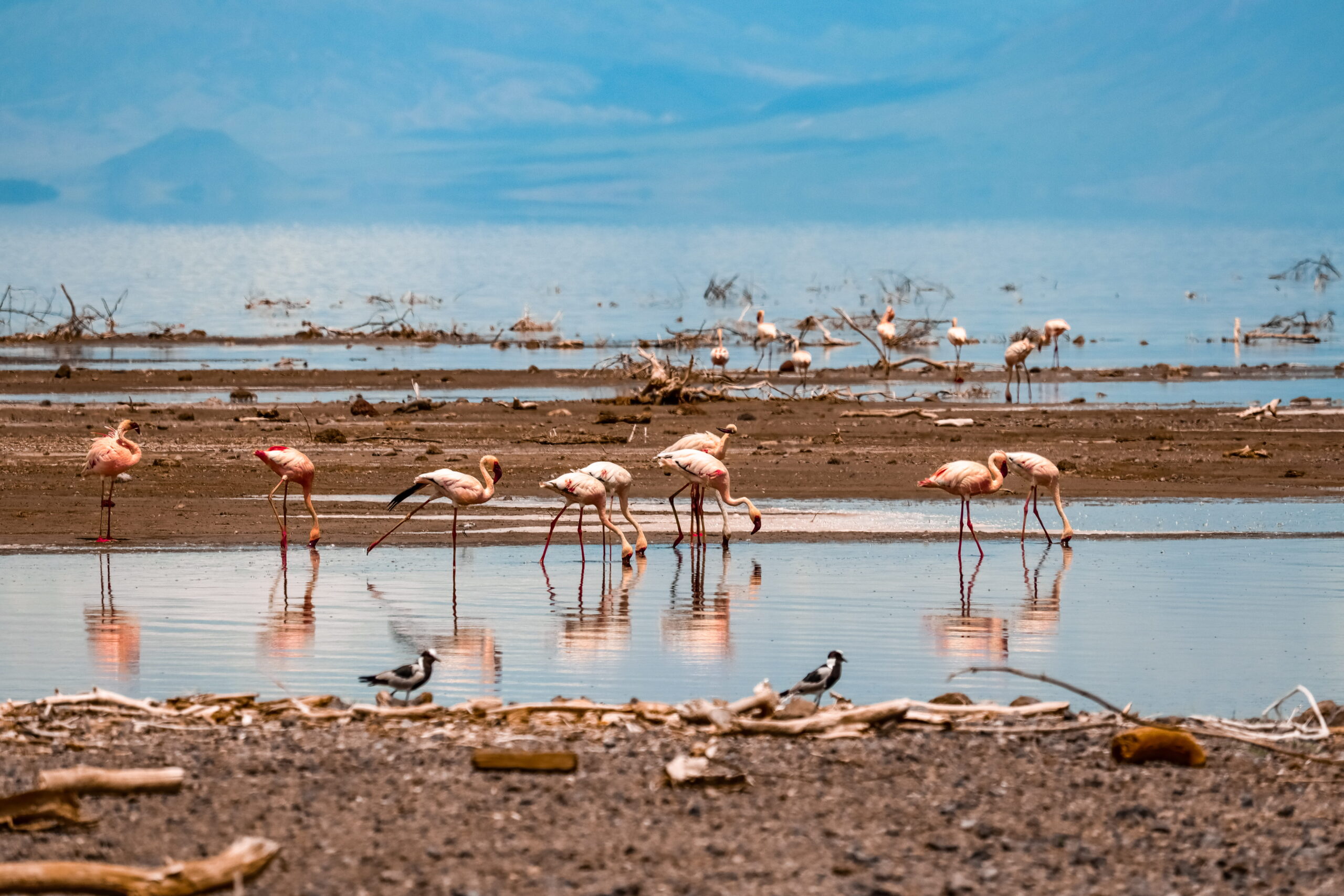 Flamingos and pelicans at the water in Amboseli on a 3 day amboseli safari from nairobi