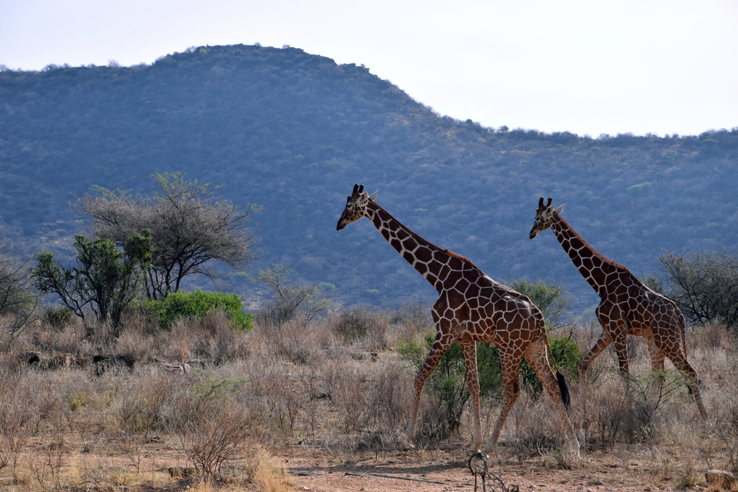 Reticulated giraffes in Samburu during a Kenya safari