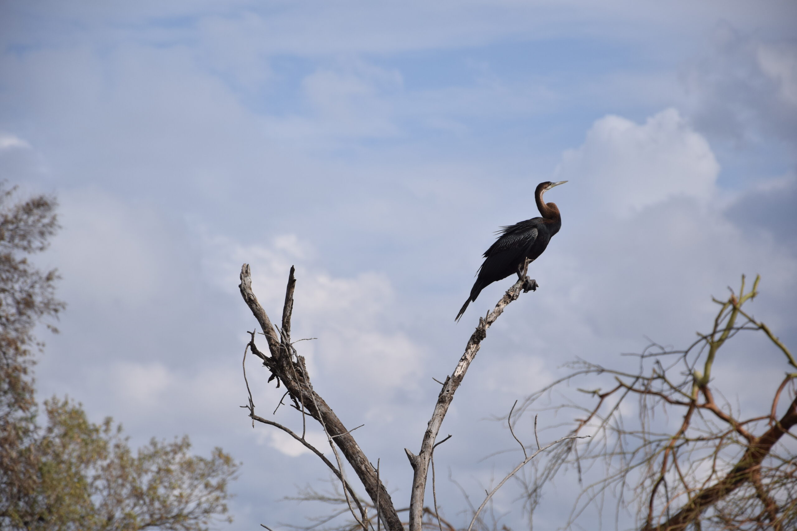 African darter or snakebird on Lake Naivasha during a birding tour in Kenya