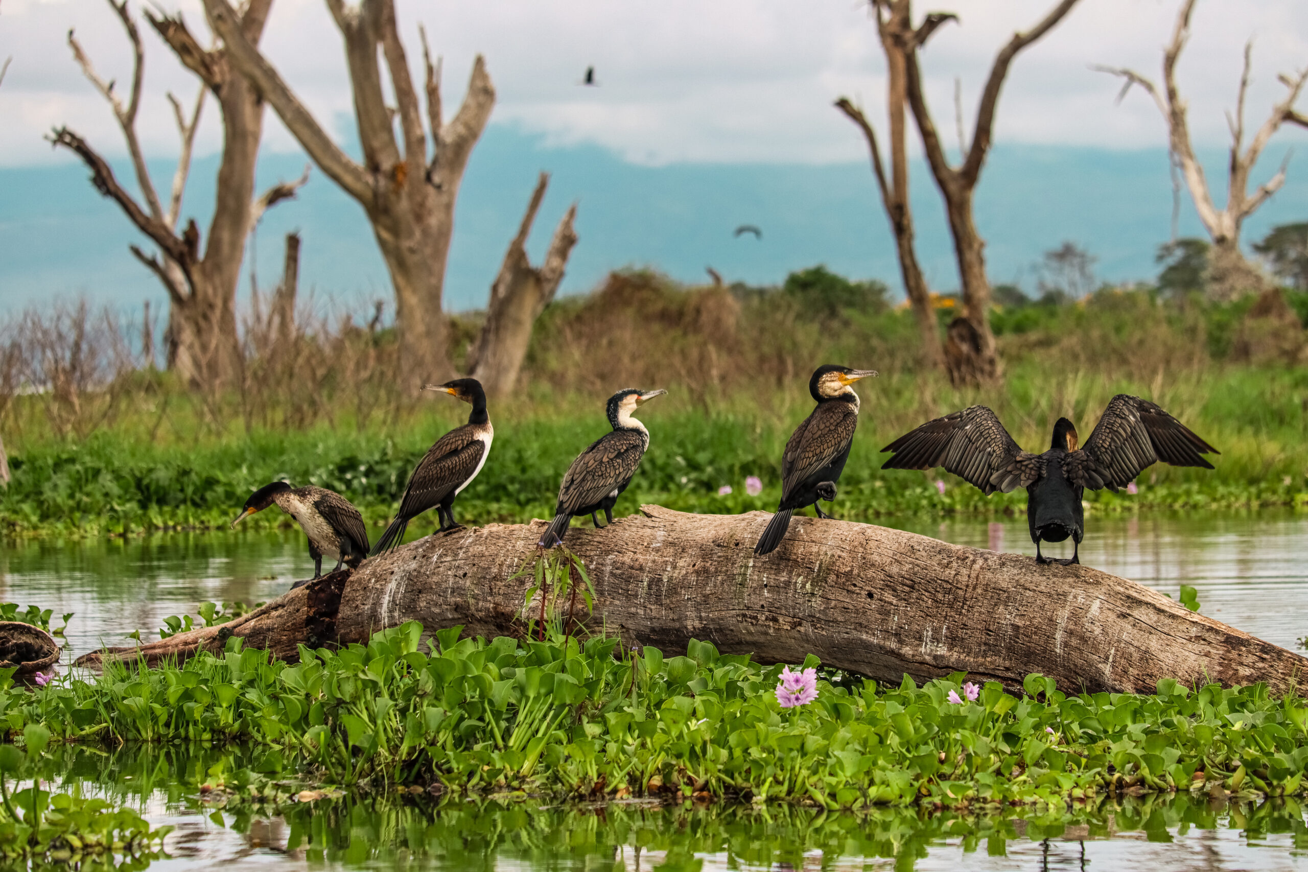 Lake Naivasha campsite by the water