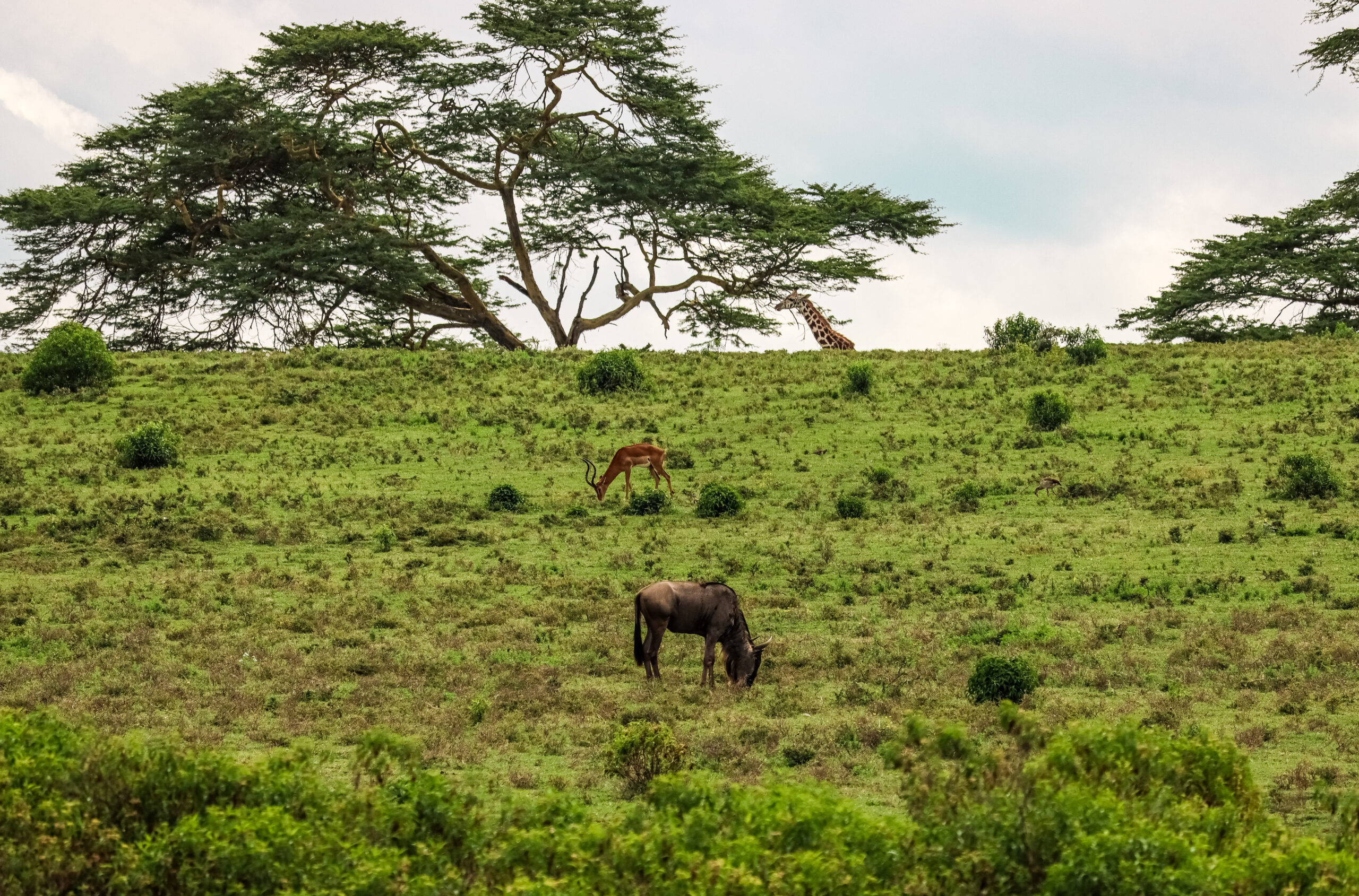 Giraffe on Crescent Island during a Lake Naivasha walking safari